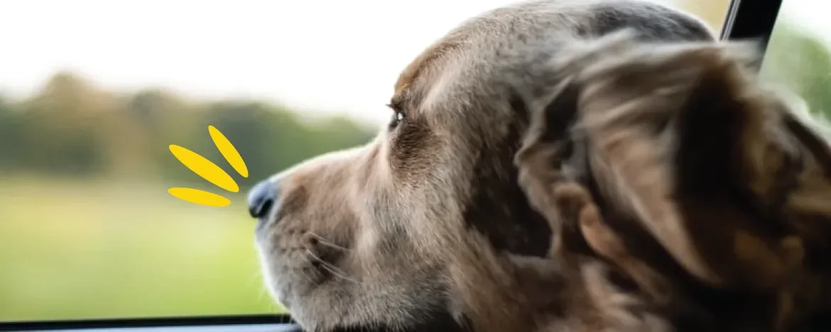 Dog looking out of a car window