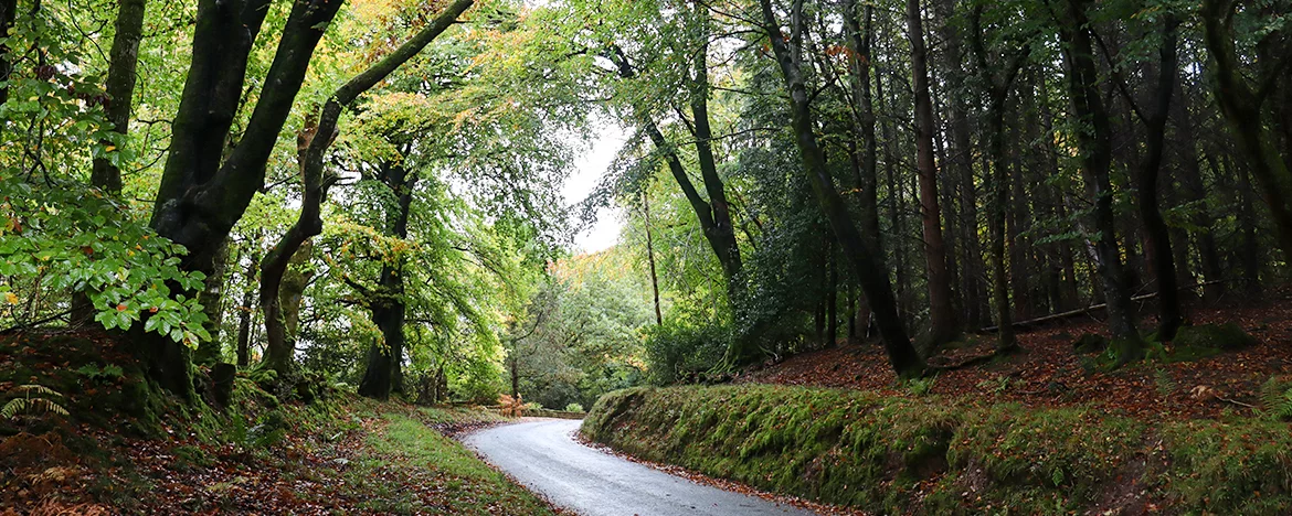 Green roads
