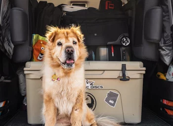 dog inside a boot